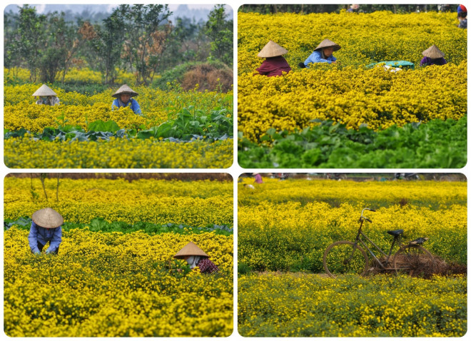 Xao xuyến mùa cúc chi vàng rực trên cánh đồng Nghĩa Trai - hình ảnh 7