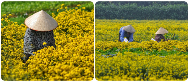 Xao xuyến mùa cúc chi vàng rực trên cánh đồng Nghĩa Trai - hình ảnh 9