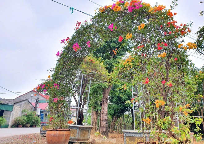 Ngoài ra, nhiều chậu hoa giấy còn được uốn thành hình vòm, trái tim. Anh Nguyễn Văn Khánh (chủ một nhà vườn hoa ở xã Nghi Ân) cho biết, thông thường để định hình được cây phủ lên khung sắt phải mất từ 3-4 năm.