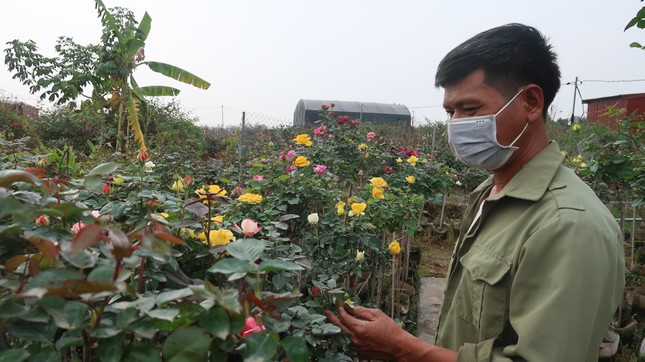 Anh Nguyễn Đức Mạnh (chủ vườn Thủy Mạnh, chuyên hoa hồng) cho biết: “Năm nay vướng dịch nên nhiều hộ dân bỏ vụ, sản lượng ít nên giá tăng lên. Các loại hồng ngoại trồng trong chậu được ưa chuộng”