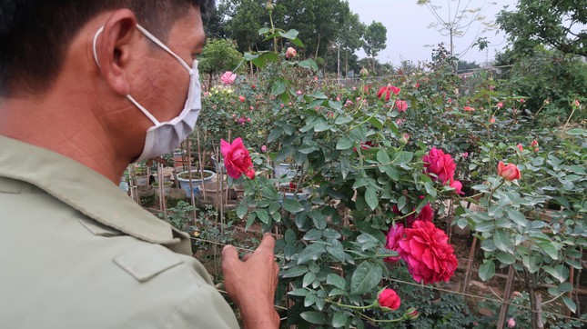 Dù giá cao hơn nhưng các chi phí như vật tư, giống, phân bón, nhân công... đều tăng dẫn đến giá thành sản xuất cũng tăng khoảng 20%