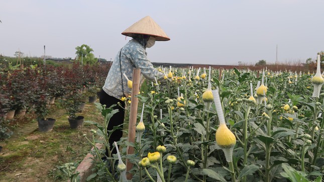 Tại vườn cúc của chị Nguyễn Thị Hòa, giá cúc cắt cành cũng tăng do đợt mưa dài ngày khiến cây chết nhiều, sản lượng ít. Giá cúc tại vườn khoảng 4.000 đồng/cành