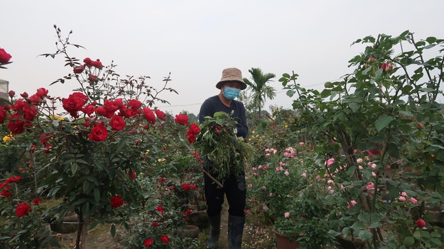 Ngoài nguồn bán lẻ, người trồng hoa ở huyện Mê Linh trông chờ vào nguồn bán buôn đi các tỉnh trong cả nước