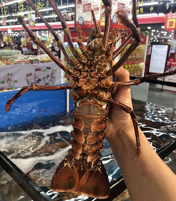 Hiện tại, mỗi kg tôm hùm Úc đang được bán với giá 899.000 đồng/kg.