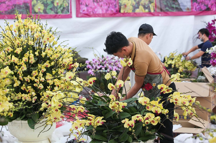 Đại diện một cơ sở bán lan Hồ Điệp trên đường Lạc Long Quân cho biết Tết Nguyên Đán 2022 công ty anh nhập từ Đà Lạt khoảng 250.000 bầu lan Hồ Điệp về Hà Nội để phục vụ nhu cầu của thị trường.