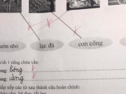 Giáo dục - du học - Học sinh lớp 1 làm bài sắp xếp câu tiếng Việt, đáp án của cô giáo khiến dân mạng tranh cãi