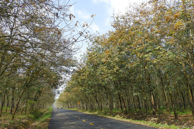Con đường đến xã Cù Bị, huyện Châu Đức, tỉnh Bà Rịa-Vũng Tàu chợt trở nên quyến rũ, hút mắt bởi sắc vàng của những cây cao su đang thay lá.