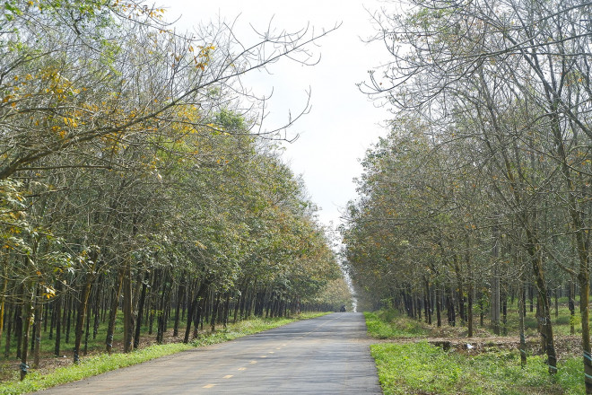 Tại Bà Rịa-Vũng Tàu, cây cao su được trồng nhiều ở các huyện Xuyên Mộc, Châu Đức,...