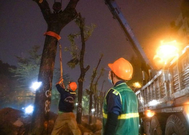 Hà Nội: Xuyên đêm di chuyển cây xanh trên đường Hoàng Quốc Việt dưới trời mưa - hình ảnh 2