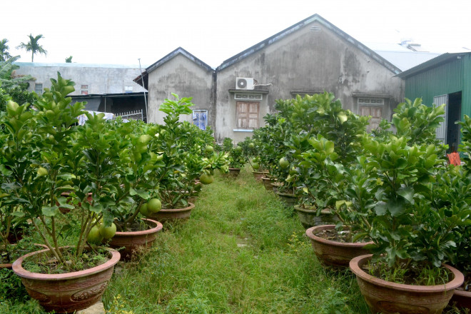 Dù đã đầu tháng Chạp nhưng các vườn bưởi cảnh ở huyện Diên Khánh, tỉnh Khánh Hòa vẫn chưa có người hỏi mua.