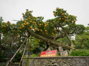 Tin tức trong ngày - Quất thế độc lạ giá cả trăm triệu vẫn được dân chơi mê mẩn săn đón