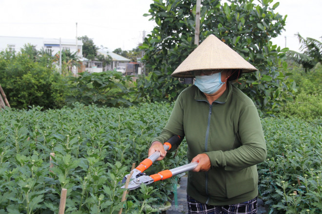 Cặm cụi cắt tỉa từng chậu cúc, bà Nguyễn Thị Thảo (55 tuổi, chủ vườn cúc) thở dài ngán ngẩm: “Chục năm nay, chưa vụ hoa Tết nào qua tháng Chạp mà vẫn mỏi mắt chờ thương lái”.