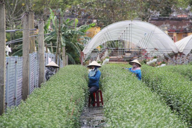 Khác với khung cảnh tấp nập, nhộn nhịp những năm trước, những vườn cúc chỉ lác đác vài nhân công lặt lá, ngắt nụ.