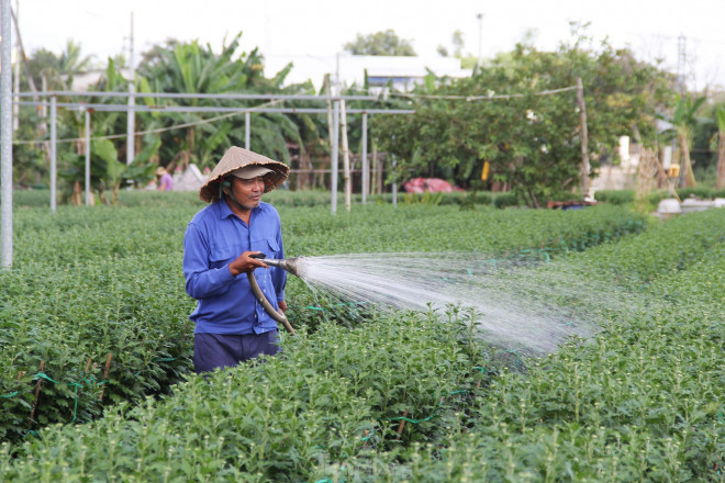 Chỉ dám xuống giống một nửa số chậu cúc so với năm ngoái nhưng ông Lý Phước A – một chủ vườn khác – cũng lo lắng. “Năm nay, chi phí chăm sóc “đội” lên cao mà chờ mãi vẫn không thấy bóng thương lái. Như mai, đào còn để chăm sang năm bán, chứ cúc mà không bán Tết được chỉ có đem đổ bỏ”, ông A than.