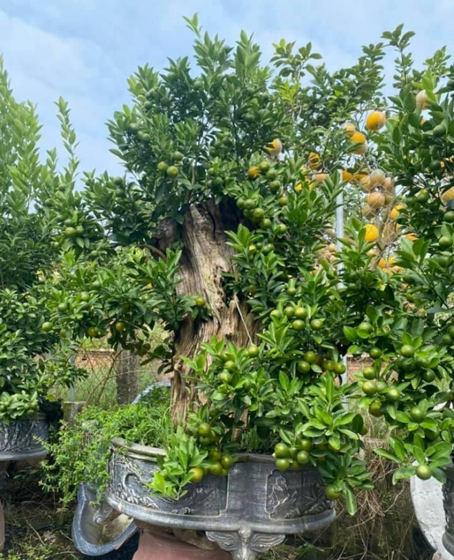 Nắm bắt xu hướng ngày càng ưa chuộng dòng quất bonsai, các nhà vườn tại Tứ Liên (Tây Hồ, Hà Nội) cho ra mắt sản phẩm quất ghép gỗ lũa độc đáo. Ảnh: Facebook