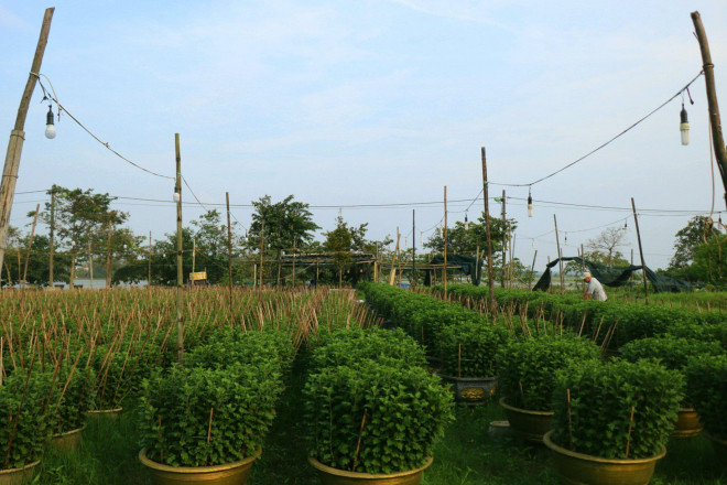 Vào những ngày cuối tháng Chạp hàng năm, tại các vườn hoa phục vụ Tết ở Thừa Thiên Huế, nhiều lao động tự do được chủ vườn thuê đến để ‘ngắt hoa, bẻ nụ’. Công việc đơn giản, nhẹ nhàng nhưng mang lại khoản thu nhập tốt cho người lao động dịp cuối năm.
