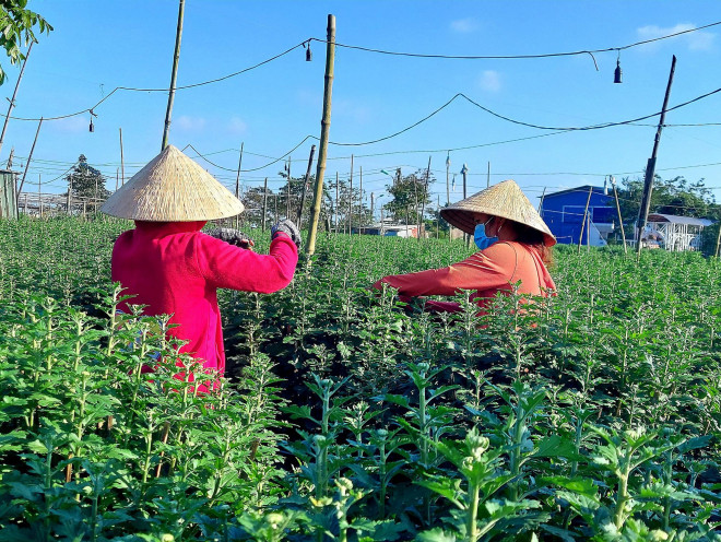 Tại làng hoa Dạ Lê Chánh (phường Thủy Vân, TP. Huế) những ngày này, các chủ vườn cùng với người lao động đang tất bật với công việc ngắt nụ, chăm sóc hoa để sẵn sàng cung ứng ra thị trường Tết Nguyên đán. Theo chia sẻ của các chủ vườn, việc ngắt những nụ hoa cúc ở các nách lá là để cây tập trung dinh dưỡng nuôi các nụ chính. Ngắt nụ kịp thời, hoa sẽ nở đồng đều hơn, mật độ phân nhánh cũng tốt hơn, giá trị thương phẩm của cành hoa cao hơn.