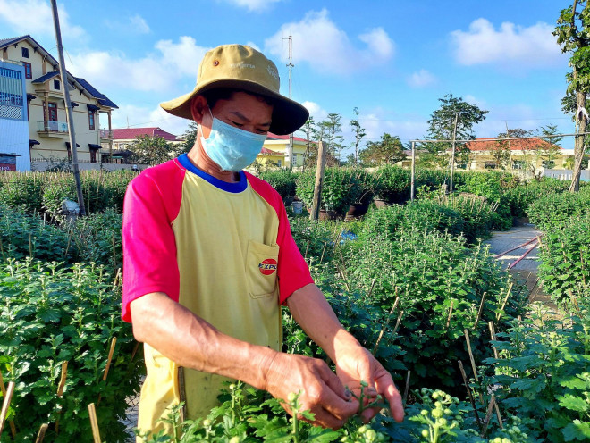 Ông Nguyễn Văn Lớn (69 tuổi, ở phường Thủy Vân) cho biết, thông thường, người dân cần thời gian 6 tháng để trồng được một vụ hoa cúc trong chậu. Trong đó, công việc chủ yếu của tháng đầu tiên là gieo hạt, chăm sóc cây nhỏ, hai tháng kế tiếp sẽ thắp bóng điện ban đêm để kích thích cây mọc; đến tháng thứ 4, bóng điện phải tắt hoàn toàn để cho cây ra nụ và 2 tháng cuối sẽ thắp bóng trở lại, chăm sóc kích thích cho bông, lá nở to đẹp.