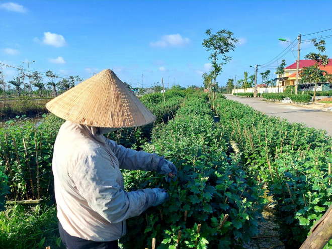 “Vụ mùa năm nay lo nguy cơ dịch bệnh phức tạp kéo theo việc nhu cầu chơi hoa của người dân giảm mạnh nên gia đình tôi đã trồng khoảng một nữa so với năm ngoái nên việc thuê nhân công chăm sóc cũng ít hơn”, ông Lớn cho biết.