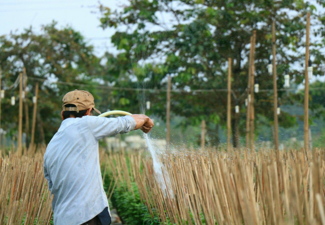 Theo ông Nguyễn Thành Trung - Chủ tịch UBND phường Thủy Vân (TP. Huế), năm nay có khoảng 60 hộ dân trên địa bàn sản xuất hoa phục vụ dịp Tết. Hồi đầu vụ do những yếu tố về thời tiết, cây giống nên số lượng cây hoa cúc của các hộ dân trồng bị chết khá nhiều. Tuy nhiên, sau đó họ (người trồng hoa) đã thay thế bằng những loại hoa khác nên không ảnh hưởng quá nhiều đến sản lượng chung của vụ hoa năm nay.