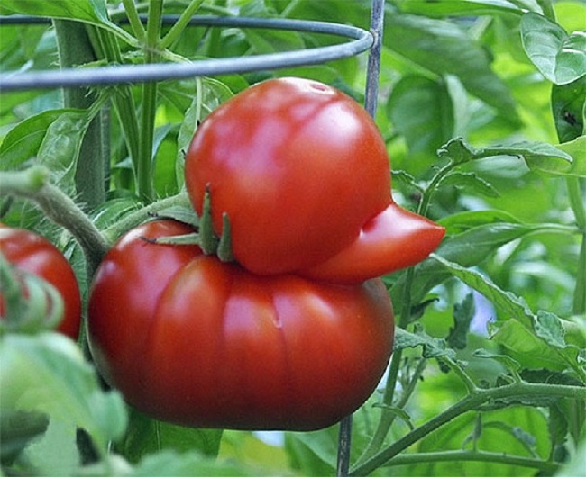 Bằng một cách thú vị nào đó, quả cà chua này lại phát triển thành hình một chú vịt vô cùng đáng yêu.
