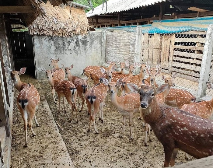 Đàn hươu của anh Huân.