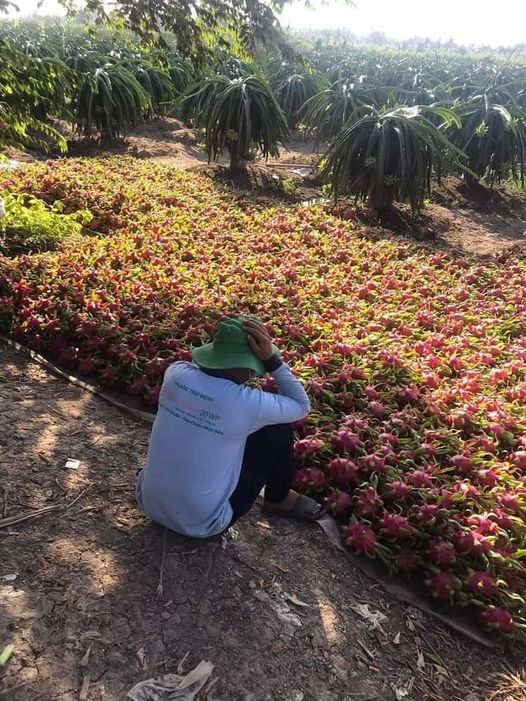 Đứng trước nguy cơ mất trắng toàn bộ vốn và lãi, nhiều nhà vườn còn phải bù lỗ hàng trăm triệu đồng.