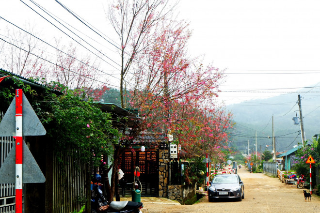 “Thành phố” hoa đào bung nở tuyệt đẹp ở một ngôi làng nhỏ bình yên - hình ảnh 1