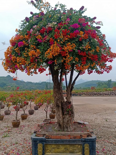 Trên cùng 1 cây có từ 5-7 màu hoa, cao từ 3,5-4 mét, gốc vanh từ 180-200cm, tán rộng khoảng 3 mét.