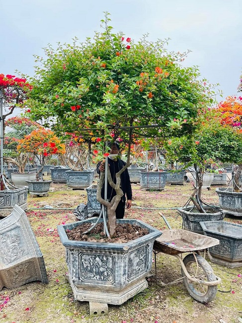 Tại khu chợ hoa xã Xuân Quan (Văn Giang, Hưng Yên), khu bán hoa giấy ngũ sắc cũng thu hút rất đông khách đến thăm quan, mua sắm.