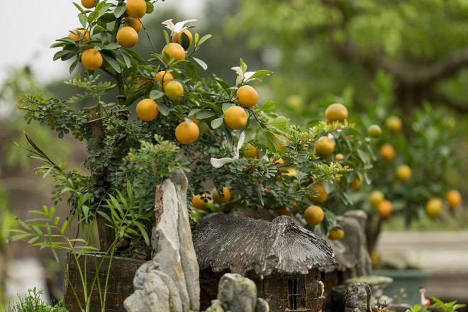 Quất "thăng tiến" bonsai đẹp là sau khi ghép, người thợ phải chăm sóc, tỉa lá, tỉa cành thường xuyên để giữ thế của cây. Đây cũng là khâu quan trọng đòi hỏi sự tỉ mỉ, cẩn thận góp phần tôn lên cái đẹp của dáng cây. Ảnh: Dân Việt