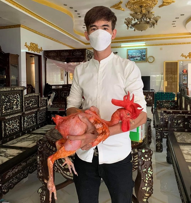 Nhiều người có ý định mua lại con gà không lông này nhưng anh Phong chưa muốn bán.