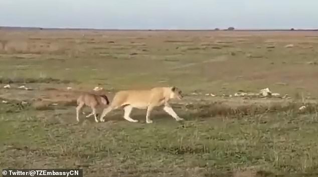 Sư tử cái đi cùng với linh dương đầu bò con. Ảnh: Tanzania Embassy CN Twitter