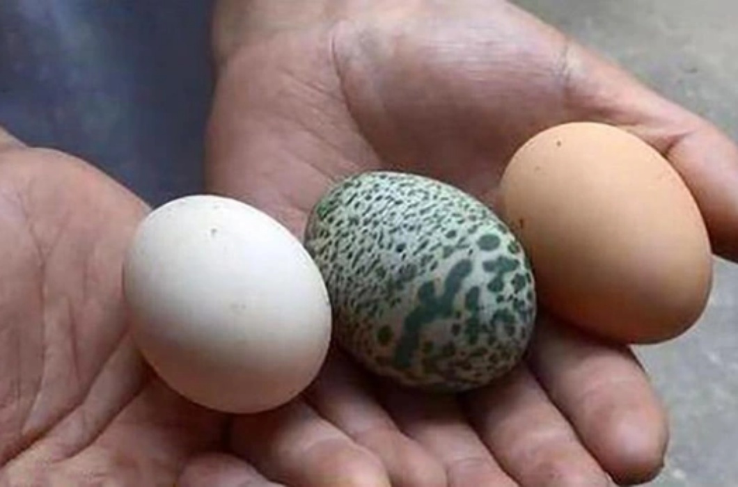Nhiều người không phân biệt được trứng chim trĩ với trứng gà bởi vẻ ngoài của chúng khá giống nhau. Tuy nhiên trứng chim trĩ có màu thay đổi từ xám đậm đến xanh nhạt, thậm chí có cả hoa văn.
