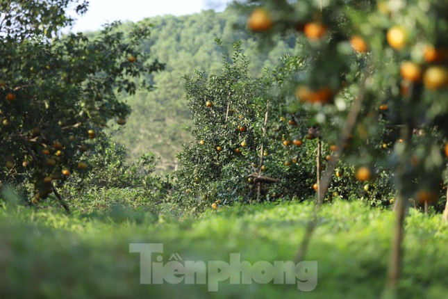 Bắt đầu từ tháng 12 (Âm lịch), những đồi núi ở “thủ phủ” cam bù ngon nức tiếng huyện Hương Sơn (Hà Tĩnh) chín vàng, ngọt đậm. Người dân, thương lái bắt đầu nhộn nhịp chuẩn bị thị trường dịp Tết.