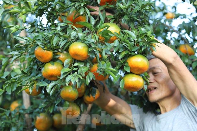 Mặc dù một số vườn cam đã chín vàng rực, nhưng người dân vẫn “ém hàng” chờ Tết để bán được giá hơn.