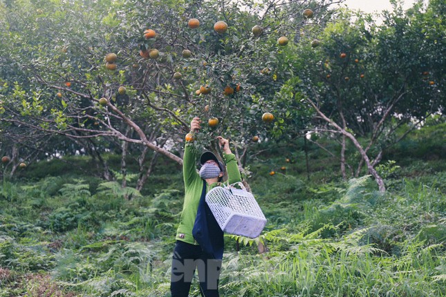 Những ngày này thương lái cũng tập trung đến các vườn cam để đặt hàng, thu mua trước. Một số thương lái mua bán lẻ tại các khu chợ nhỏ.