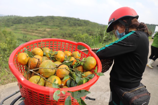 Sau khi hái xong, cam sẽ được đưa xuống đường, đóng thùng và vận chuyển ra các chợ hoặc đi Vinh, Hà Nội... tiêu thụ.