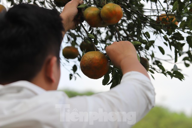 Mùa thu hoạch cam bù Hương Sơn bắt đầu từ đầu tháng 12 âm lịch và kéo dài đến qua Tết Nguyên đán. Nhờ loại quả này nhiều gia đình thu nhập hàng trăm, thậm chí cả tỷ đồng mỗi vụ mùa.