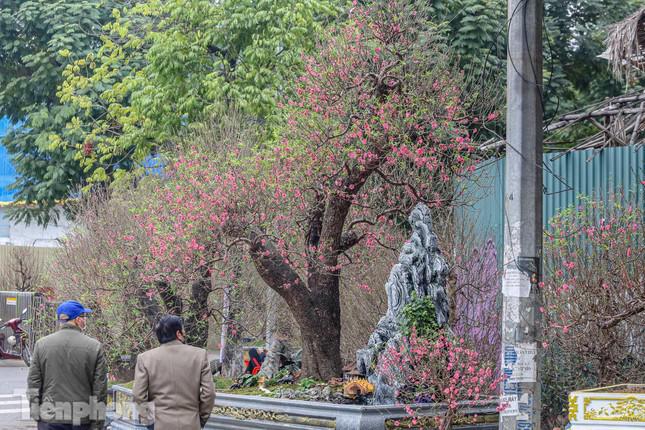  Được biết, gốc đào này gần 100 tuổi được rao bán với giá 200 triệu đồng, giá thuê là 180 triệu đồng. "Đây là gốc đào quý hiếm được tìm thấy trên vùng cao, sau đó được đưa về nhà vườn chăm sóc vài năm nay trước khi tung ra thị trường", chủ vườn đào chia sẻ.   