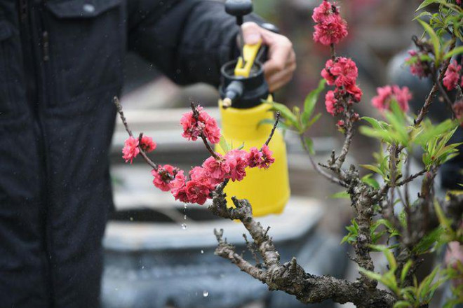 Đào Thất Thốn mang dáng vẻ cổ kính, từ gốc đến cành đào đều sần sùi, nổi những u, mấu.