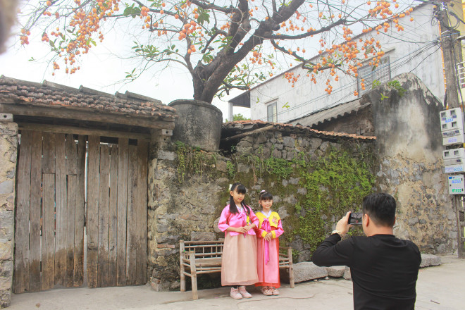 Cây hồng trăm tuổi ở Ninh Bình &#34;hốt bạc&#34;, dân kinh doanh tranh giành khách du lịch - hình ảnh 1