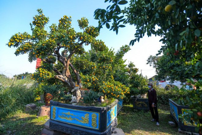 Nhờ sự tỉ mỉ, kỳ công, chủ vườn Nguyễn Văn Hưng (Hưng Yên) đã tạo ra hàng chục cây quất cổ thụ, có dáng đẹp... để cung cấp ra thị trường Tết Nguyên đán 2022