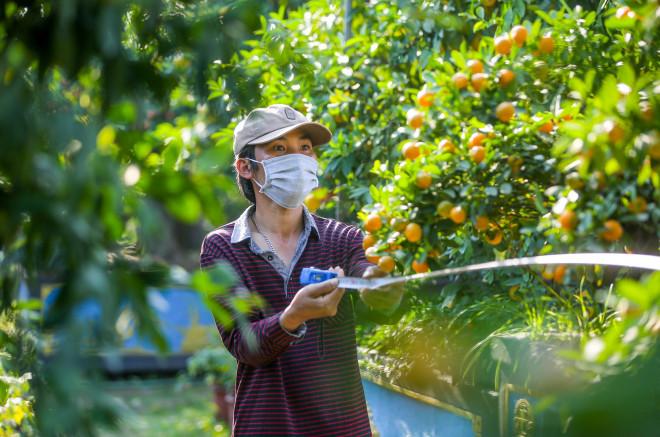 Được biết, chủ vườn ở Hưng Yên đã rất kì công và thời gian để ra những quả quất ngả màu vàng, sai trĩu, sống khỏe trên gốc bưởi cổ thụ tạo thành loại cây cảnh "độc nhất vô nhị" chờ người dân mua về chơi Tết