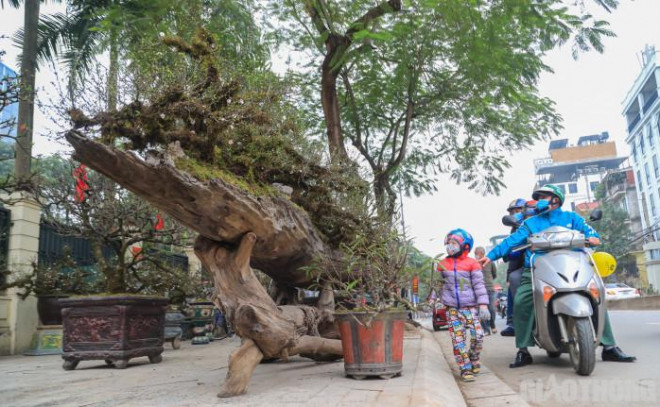 Theo chia sẻ của người bán, tác phẩm mang tên "Cửu long quy tụ" gồm 9 cây nhất chi mai có thế uốn lượn như những con rồng được trồng trên thân gỗ lim dài khoảng 4,5m. Hiện tại, giá cho thuê của chậu cây là 200 triệu đồng, còn bán đứt là gần 300 triệu đồng.