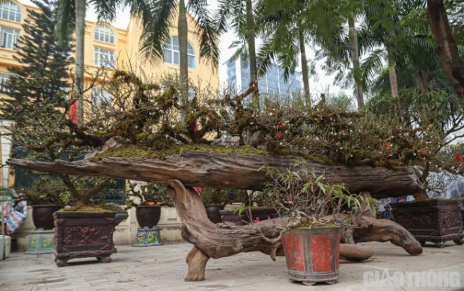 "Phải 1 năm vừa lên ý tưởng, vừa thực hiện, chăm sóc tỉ mỉ, “Nhất chi mai - Cửu long quy tụ” mới hoàn thành. Đây cũng là tác phẩm tâm huyết và lớn nhất từ trước đến giờ tôi từng thực hiện", chủ tác phẩm cho hay.