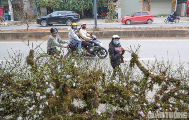 Nhiều người đi qua không khỏi trầm trồ trước vẻ độc đáo của chậu cây.