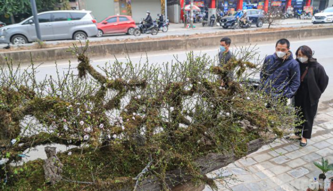 Cùng chồng đi chọn hoa Tết, chị Ngân (quận Thanh Xuân) chia sẻ: "Năm ngoái, tôi cũng có mua một chậu nhất chi mai về trang trí nhà cửa nhưng chỉ là cây đơn, nhỏ. Còn tác phẩm này đúng là rất kỳ công, đẹp mắt nhưng với giá vài trăm triệu sẽ rất kén khách".