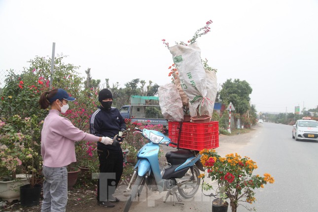 Những người trồng hoa thôn Giới Tế bắt đầu vào vụ hoa Tết.