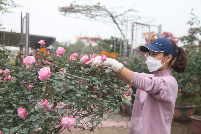 Trước đây, thôn Giới Tế có nghề làm mành tre truyền thống và sản xuất nông nghiệp. Vào những năm 1995 - 1997, một số hộ dân trong thôn khi mang sản phẩm mành tre đi tiêu thụ đã tiếp cận, học hỏi nghề trồng hoa, cây cảnh ở một số tỉnh như Hưng Yên, Nam Định, Thái Bình, rồi mang nghề trồng hoa về thôn Giới Tế.